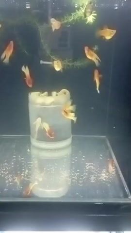 The video shows an aquarium with several small, colorful fish swimming around. There is a clear plastic container in the center of the aquarium, filled with some kind of food or substrate. Some of the fish are swimming near the container, and a few are inside it, seemingly eating. The water in the aquarium is clear, and there is some aquatic plant life at the top. The lighting is somewhat dim, creating a reflective surface at the bottom of the tank. The fish appear to be guppies or a similar species, with variations in orange, yellow, and white coloration.
