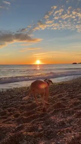 The video depicts a pebble beach at sunset. The sun is setting over the ocean, creating a bright orange glow on the water and the beach. A small tan dog is walking along the shoreline. The sky is a mix of blue, orange, and white with scattered clouds. Waves are gently lapping on the shore.