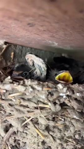 A close-up shot shows three small, dark-colored bird chicks with light-colored beaks nestled in a dirty, straw-filled nest. The nest is built against a light brown wooden beam and a grey wall. The chicks are chirping and moving their heads, with one chick stretching its neck and opening its beak wide.