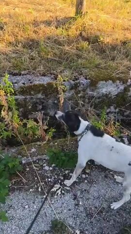 The video appears to be a first-person perspective walk through a rural Italian landscape.

The scene begins in a grassy field with a wooden post and dry grass. A small black and white dog is briefly visible at the bottom right of the screen. The camera then pans to reveal a field with dry hay and a thin tree in the foreground, with rolling, tree-covered hills in the background under a clear blue sky. The camera moves through a dense area of green foliage, suggesting a transition to a wooded area.

Next, the viewpoint shifts to a path or road. A concrete edge with some sparse vegetation is visible on the right, and a lamppost stands tall. The path then opens up to a paved road winding through a treelined area, with sunlight dappling through the leaves. The overall impression is a peaceful, natural setting, likely during the daytime, with pleasant weather. There is no visible text in the video.