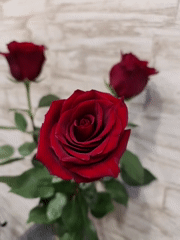 Red roses in vase captured on video in Kryvyi Rih
