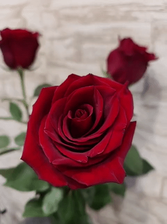 Red roses in vase captured on video in Kryvyi Rih