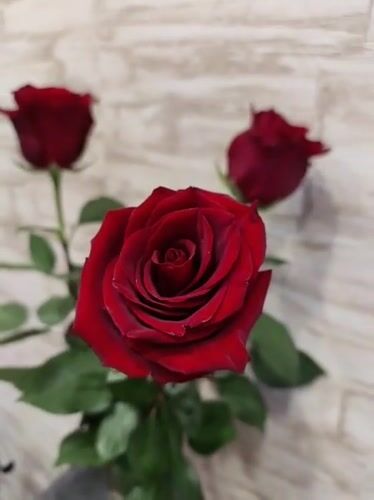 Red roses in vase captured on video in Kryvyi Rih
