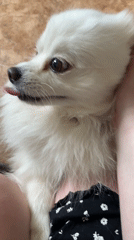 Person pets small white dog in early morning Votkinsk