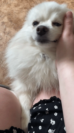Person pets small white dog in early morning Votkinsk