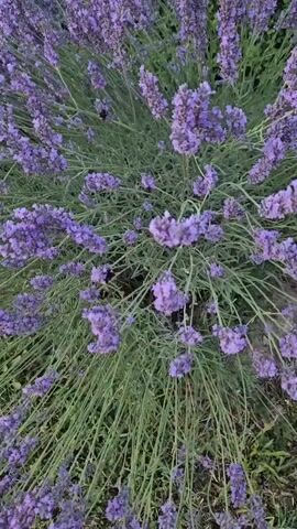 A close-up, top-down shot shows a cluster of blooming lavender plants. The delicate purple flowers and green stalks fill the frame. A bumblebee is visible flying and interacting with the lavender. The lighting appears to be natural, suggesting an outdoor setting. The camera angle is angled downwards, capturing the intricate details of the plants and the bee.