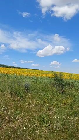 The video shows a rural landscape on a sunny day. The sky is bright blue with scattered white clouds. In the foreground, there is a grassy field with some wildflowers and a small bush. In the middle ground, there is a large field of sunflowers, stretching across a hillside. In the background, there are rolling hills and some trees. There are also two utility poles visible, one in the distance and one closer to the camera. The video is a still frame.