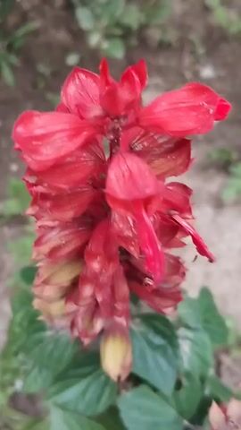 The video displays a close-up, slightly blurred shot of a bright red flower, likely a Salvia species, in what appears to be an outdoor setting. The flower is the primary subject, with its vibrant petals filling most of the frame. The background is out of focus, showing hints of green foliage and earthy ground, suggesting a garden or natural environment. The lighting appears to be natural daylight, possibly overcast due to the lack of harsh shadows. There are no people or discernible objects other than the flower and its leaves. The activity, if any, is limited to the subtle movement of the flower, possibly due to a light breeze, which contributes to the blur. The overall mood is simple and focused on the natural beauty of the flower. No text is visible in the media file. The context provided places this scene in Ak-Döbö, Kyrgyzstan.