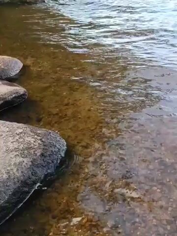 A video shows a close-up view of a shallow body of water. Large, smooth rocks are visible in the foreground on the left side of the screen. The water is clear, allowing the viewer to see the sandy or pebbly bottom. The water is gently flowing, creating ripples on the surface. In the background, a dense line of green reeds or tall grass grows along the shoreline. The sky appears overcast, contributing to a soft, diffused light. The overall impression is one of a calm, natural setting, likely a lake, river, or pond. There are no people or animals visible in the video. The video appears to be filmed from a stationary position close to the water's edge.
