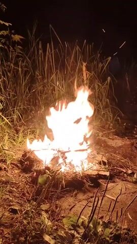 A small bonfire burns brightly in a natural setting at night. The flames are tall and active, casting a warm glow on the surrounding dry grass and brush. The fire appears to be contained within a cleared area, likely on the ground. Tall, thin stalks of grass or reeds are visible behind the fire, and some dry leaves and twigs are scattered around the base of the flames. The scene is dark, with the fire being the primary light source. There are no people or animals visible in the immediate vicinity. Sparks are seen occasionally rising from the fire.