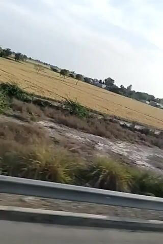 The video shows a view from a moving vehicle, likely a car or train, traveling alongside a field of ripe grain, possibly wheat. The field is golden in color and stretches out to the horizon under a partly cloudy sky. In the foreground, there is a dry, scrubby area with low-lying vegetation. A metal guardrail is visible along the side of the road. The video appears to have been taken during the day in an agricultural area.