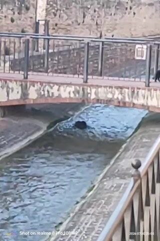 The video shows a body of water, likely a canal or stream, with a concrete embankment. A small dark animal, possibly a dog, is partially submerged in the water, facing left and appearing to swim or float. In the background, a stone bridge with railings arches over the water. A metal railing, also with decorative elements, runs along the foreground embankment. The environment suggests an outdoor setting, possibly a park or urban waterway. The timestamp in the bottom right corner of the video indicates it was recorded on July 26, 2023.