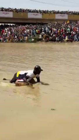 The video shows a man in a river, seemingly struggling with a large animal, possibly a bull, while a large crowd watches from the riverbank. The man is wearing a white and black shirt, dark pants, and a black baseball cap. He is straddling the animal in the water, appearing to try and control it. The water is murky and brown. In the background, a bridge is crowded with people observing the scene. The crowd extends along the riverbank, suggesting this is some sort of event or spectacle.