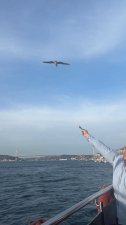 Ordinary afternoon moments captured in Üsküdar: seagulls, boats, street traffic