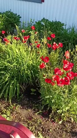 A red metal fence is in the foreground, with intricate scrollwork along its top. Beyond the fence, a vibrant flower bed bursts with red poppies and green foliage. The poppies are in various stages of bloom, with some showing delicate, crinkled petals. The flowers are illuminated by bright sunlight, suggesting a sunny day. In the background, a white building with a red-trimmed window is visible, along with hints of other structures and greenery. The scene evokes a feeling of a peaceful summer day in a garden. The camera pans to the right, revealing more of the flower bed and the fence extending into the distance. No people are visible, and there is no text in the frame.