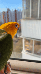 Pet parrot interactions documented in Khimki apartment building morning