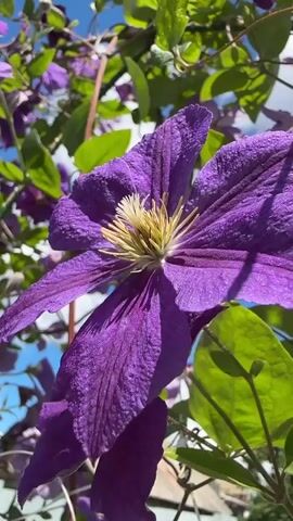 The video shows a close-up view of purple clematis flowers blooming on a vine. The camera moves slowly, capturing different angles of the flowers and their green leaves against a blue sky with some white clouds. Sunlight illuminates the scene, highlighting the texture of the flower petals and the vibrant green of the foliage. In the background, glimpses of a fence and rooftops suggest an outdoor setting, possibly a garden or yard. The focus is on the beauty and detail of the flowers, with the surrounding environment providing context. There are no people or animals visible in the video.