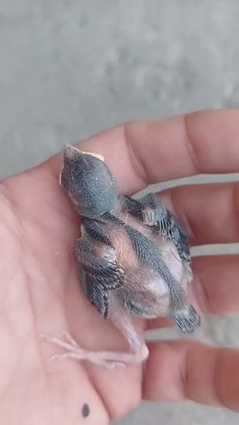 The video displays a close-up of a baby bird being held in a person's hand. The bird appears to be very young, with some downy fuzz and developing feathers. Its eyes are closed. The bird is positioned in the palm of the hand, with its head tilted upwards. The background is a textured, grayish surface, possibly concrete. The lighting is natural and relatively bright, casting some shadows. The person's hand is slightly cupped to support the bird.