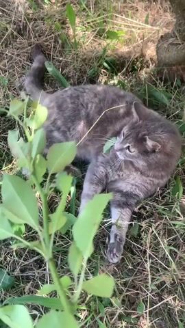 A gray tabby cat is rolling and playing in the grass. The cat is on its back and batting at something with its paws. The cat's tail is up in the air. The cat's fur is a mix of gray and black stripes. The grass is green and there are some brown leaves on the ground. The sun is shining and there are shadows on the ground.
