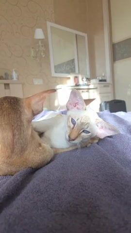 Two oriental shorthair cats lie on a purple blanket on a bed. The cat on the left is a sandy brown color with green eyes, and its head is turned towards the viewer, with one ear pointed upwards. The cat on the right is white with blue eyes and large, prominent ears, and it is lying on its side, facing the viewer. The cats are close together, with the white cat resting its head near the brown cat's neck. The background shows a bedroom with textured wallpaper, a bedside table with a lamp, and a mirror on a dresser. Sunlight streams in from the right, casting shadows.