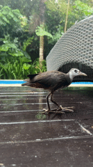Dusky moorhen explores Indonesian pool deck during morning rain
