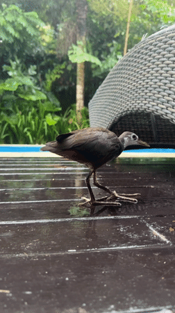 Dusky moorhen explores Indonesian pool deck during morning rain