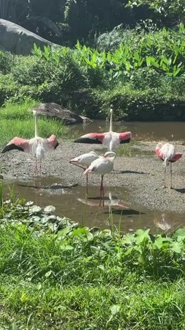 The video shows a group of flamingos standing near a body of water surrounded by lush greenery. A dinosaur statue is visible in the background. The flamingos are mostly white with pink wings, and some of them have their wings spread. The sun is shining, creating shadows on the ground. One flamingo is in the center of the frame with its wings fully extended. The water is shallow and appears to be muddy. There are some aquatic plants growing in the water and along the edges of the pond. The overall scene is one of a naturalistic habitat, likely a zoo or wildlife park, designed to resemble a tropical environment.