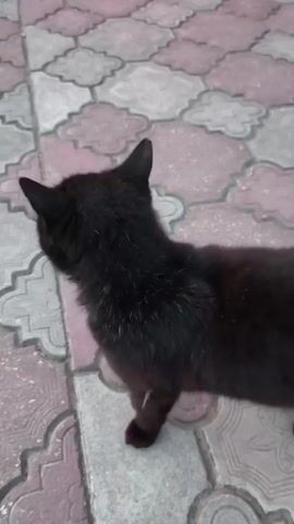 A black cat is standing on a tiled surface outdoors. The tiles are patterned with a pink and grey cloverleaf design. The cat turns its head to look at the camera, then turns away. A voice says "Pspsps" and "Privet" (the Russian word for "Hello").