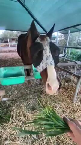 A horse with a white and black eye mask eats grass from a person’s hand.  The horse is brown with a white face.  It stands in a stall with hay on the floor.  There is a green plastic feeding trough attached to the stall.  The horse eats grass from the person’s hand and then reaches down to eat hay.  The person reaches out to pat the horse. The stall is covered with a blue shade. Another horse is visible in the background.