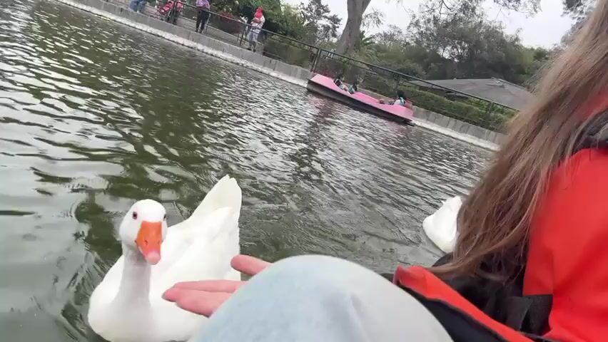 The video shows a first-person perspective of a person in a boat feeding white geese on a lake. The person is wearing a red life jacket and light blue jeans. Two white geese are close by, taking food from the person's hand. The lake water is dark and rippled. In the background, a pink paddle boat with people on board is visible, as well as a waterfront with trees and people walking along the edge.