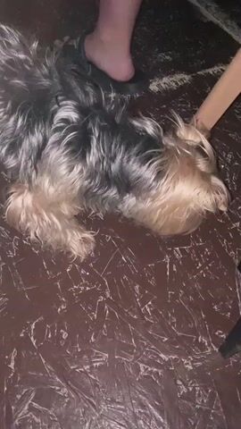 A small dog, resembling a Yorkshire Terrier with shaggy black, gray, and tan fur, lies on a dark brown patterned floor. A person's foot is visible near the dog's back. The dog then raises its head, looks towards the camera, and licks its nose. One of its eyes shows a green reflection. A light-colored wooden table leg is partially visible on the right side of the frame. The floor has a distinct, worn or textured pattern with lighter streaks. The dog appears alert and engaged. The setting is indoors.
