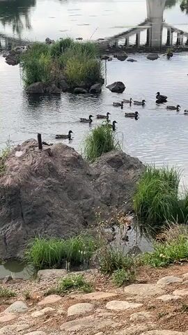 A flock of ducks swims in a body of water near a rocky shore. Tall green grass grows along the edge of the water and on small rocky islands within the water. In the background, a bridge with a large concrete support pillar is reflected in the water. The sky is overcast.