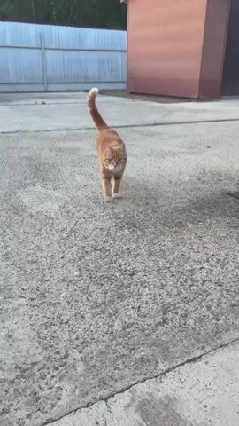 An orange tabby cat walks towards the camera on a concrete surface. The cat has white paws and a white tip on its tail. In the background, there is a light-colored fence and a reddish-brown building. As the cat gets closer, a hand reaches into the frame and pets the cat's chin and then its head. The cat appears to lean into the petting. The video ends with the cat moving away from the camera.