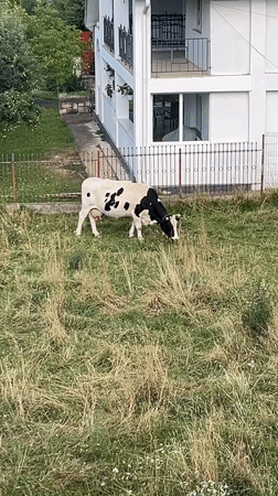 Cow grazing outside a rural homestead near Bistrița, Romania