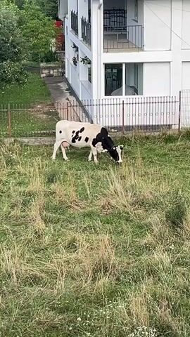 A black and white cow is grazing in a grassy area in front of a white house. The cow is facing towards the right side of the frame and is bent down to eat grass. The house is multi-story with windows and balconies. A fence separates the grassy area from the house. The background shows trees and vegetation. The overall scene appears to be a rural or semi-rural setting.