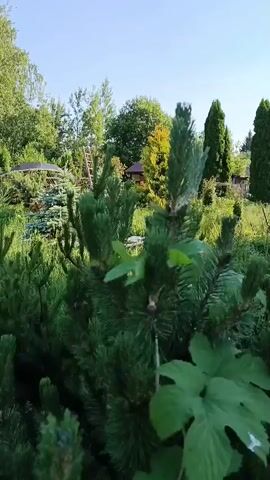 The video shows a lush green garden with various plants, including pine trees, bushes, and tall green foliage. The sun is shining, casting shadows and illuminating the scene, indicating it is daytime. In the background, there are hints of structures, possibly a small building or shed, and garden accessories like a ladder and archways. The camera pans slowly across the garden, providing a close-up view of the plants in the foreground and a wider panorama of the garden environment. No people are visible in the video, and there are no explicit actions or interactions occurring. The atmosphere is tranquil and natural, suggesting a peaceful outdoor setting.