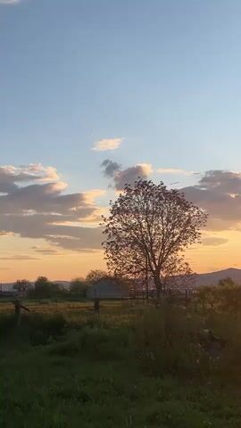 The video shows a sunset over a rural landscape. In the foreground is a field of tall grass and foliage. A lone tree stands prominently in the center of the frame. Behind the field, a fence is visible, and in the distance are some buildings and a line of hills or mountains. The sky is a mix of blue and orange hues, with scattered clouds. The sun is setting behind the mountains, creating a bright glow and lens flare effect. A crow flies across the sky.