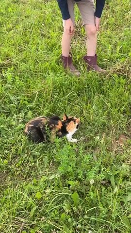 A calico cat is shown in a grassy field. The cat is mostly black and orange with patches of white. The cat is sniffing the ground and moving through the grass. In the background, the legs of a person wearing purple boots and beige pants are visible, bent at the knees. The scene appears to be outdoors in daylight, with lush green grass and some smaller plants. The overall impression is one of a casual outdoor moment, possibly in a rural or natural setting. There is no visible text in the media file. The location context provided is Pyachanki, Russia.