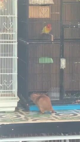 The video shows a small brown animal, possibly a prairie dog, standing on its hind legs and looking up at a black bird cage. Inside the cage, a colorful lovebird is perched on a wooden dowel. To the left of the black cage is a white bird cage, also empty. The cages are placed on a tiled surface, possibly an outdoor patio. The overall scene appears to be one of an animal curious about birds in their enclosures.