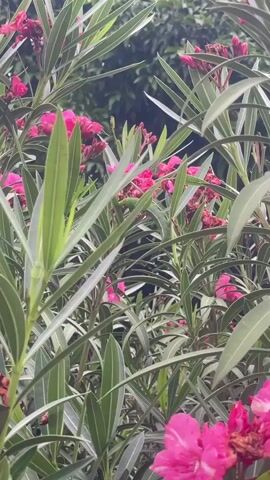 This is a close-up video of a plant with vibrant pink flowers and long, slender green leaves. The plant appears to be growing outdoors, as suggested by the natural lighting and background foliage. The camera is positioned to focus on the blossoms and leaves, capturing the delicate details of the petals and the texture of the foliage. The video pans slightly, showcasing the density and lushness of the plant. A caterpillar is visible on one of the leaves, adding a small element of life and movement to the scene. The overall impression is one of natural beauty and tranquility.