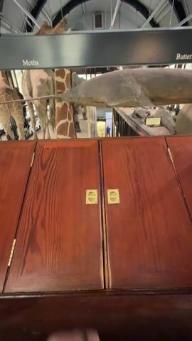 A person opens a wooden cabinet door to reveal a display case containing preserved moths. The moths are arranged in rows and columns, each labeled with its scientific name and origin. The cabinet is part of a larger exhibit, with taxidermied animals such as a giraffe and a shark visible in the background.