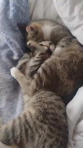 Two cats are curled up on bedding, one on top of the other. The top cat is licking the other one’s face. The bottom cat is laying on its back with its paws up, and appears to be objecting to being licked. Both cats are light grey and white. One part of the bedding is white, and another part is blue.