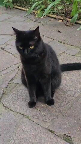 A black cat with yellow eyes is sitting on a stone patio. The cat is facing the camera and then turns its head to the right. The patio is made of irregularly shaped stones. In the background, there are green plants and some dry leaves.