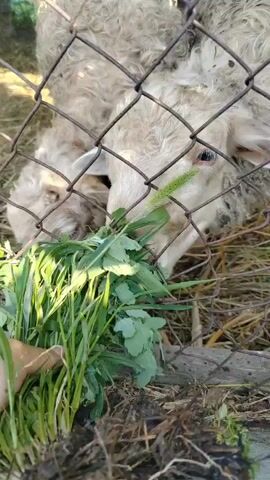 A close-up video shows two sheep eating grass from a hand through a wire fence. The sheep have light-colored, fluffy wool. One sheep's head is mostly visible, with its nose near the grass. The other sheep is partially obscured by the fence and the first sheep, but its head is also visible, lowered to eat. The hand holding the grass is in the foreground, with the grass stems and roots visible. The background is blurred but appears to be an outdoor enclosure with straw and dry grass on the ground. The lighting suggests it is daytime, possibly late afternoon due to the shadows. The video is shaky at times, likely due to the person holding the camera also holding the grass.