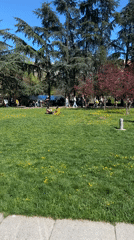 Spring festival activities documented across Sofia city center