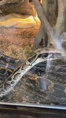 Zoo visitor documents animal exhibits in Riga, Latvia