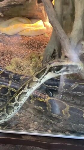Zoo visitor documents animal exhibits in Riga, Latvia