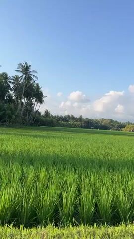 This media file shows a vibrant green rice paddy field under a clear blue sky dotted with fluffy white clouds. The scene is expansive, with lush rice stalks dominating the foreground and middle ground. In the distance, a line of palm trees and other foliage creates a natural backdrop, with a few buildings peeking through. Two white flags are visible in the distance, fluttering gently in the breeze. The time of day appears to be daytime, likely morning or afternoon, given the bright sunlight and clear skies. The weather seems pleasant, with a gentle breeze suggested by the swaying of the flags and the rice stalks. The overall emotion evoked is one of peace and natural beauty. The location is identified as Jembrana, Indonesia, which is consistent with the tropical vegetation and rice cultivation. No visible text is present in the media file.