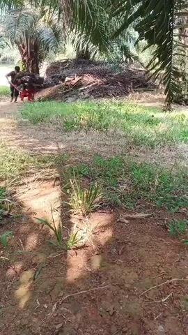 Two individuals are working in a palm oil plantation. The ground is covered in soil and grass, with fallen palm fronds and other debris scattered around. In the background, there is a large pile of palm fronds and what appears to be harvested palm fruit.

One person, wearing a dark t-shirt and pants, is pushing a red wheelbarrow loaded with palm fronds. The wheelbarrow is positioned in front of the pile of debris, suggesting they are collecting materials.

Another person, wearing a green t-shirt and dark pants, is standing beside a red wheelbarrow. This wheelbarrow also appears to be loaded with palm fronds, and the person is holding the handles, possibly preparing to push it. The scene suggests a manual labor operation, likely related to the maintenance or harvesting of the palm oil trees. The sunlight filtering through the palm fronds creates dappled shadows on the ground.