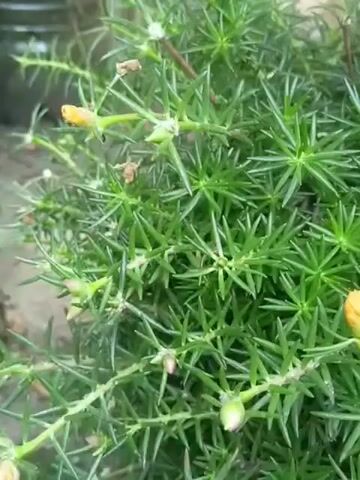 The video displays a close-up view of a dense green plant with needle-like leaves and small buds or undeveloped flowers. The camera pans slowly across the plant, revealing numerous thin stems branching out and covered with these leaves. Some small yellow and pinkish buds are visible among the foliage, indicating the plant is preparing to bloom. The background is blurred, suggesting a shallow depth of field, with hints of a pot or planter and possibly some dry leaves on the ground. The lighting appears to be natural daylight, casting soft shadows. There are no people or animals visible in the frame.